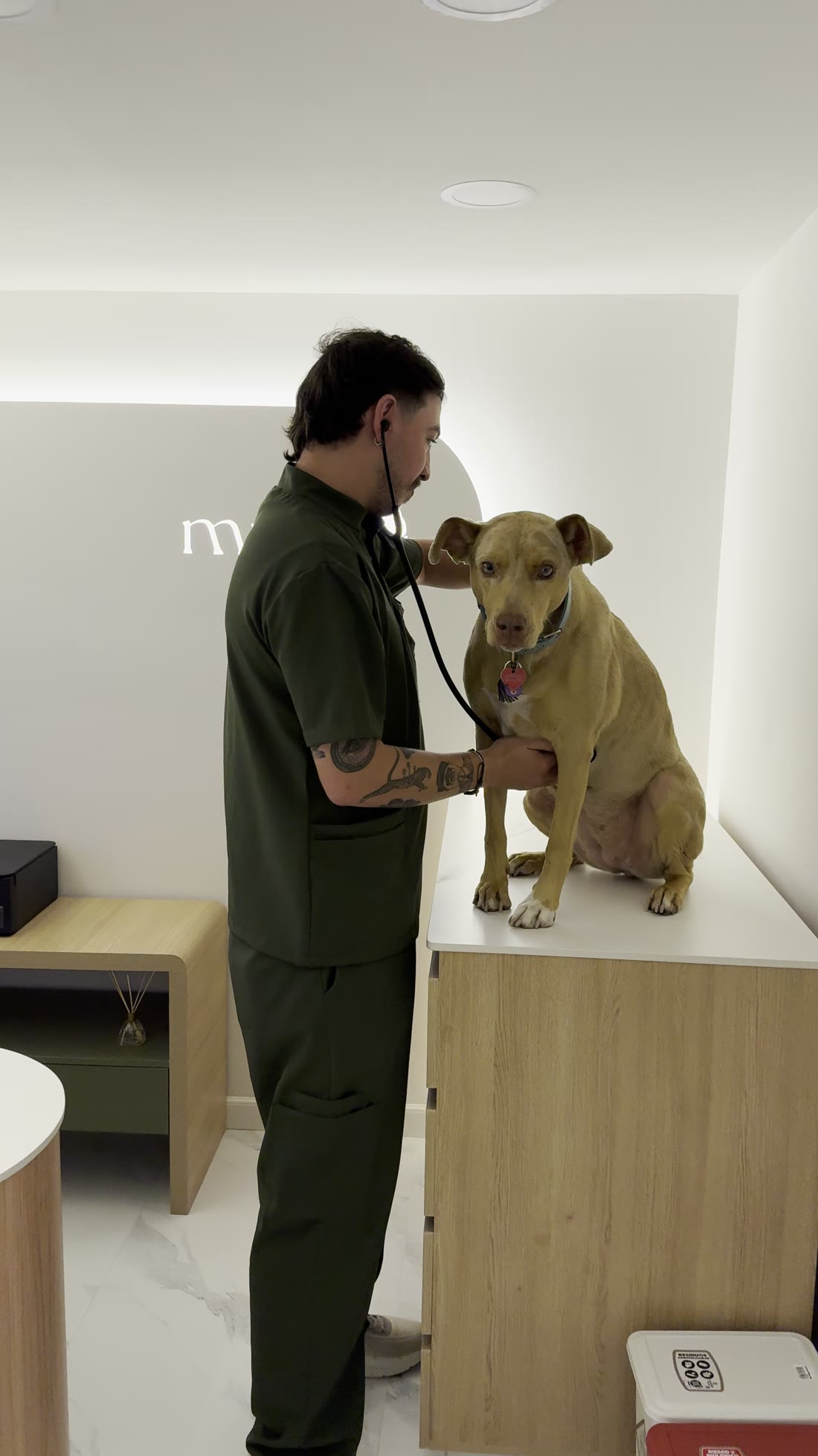 Veterinario auscultando a un perro