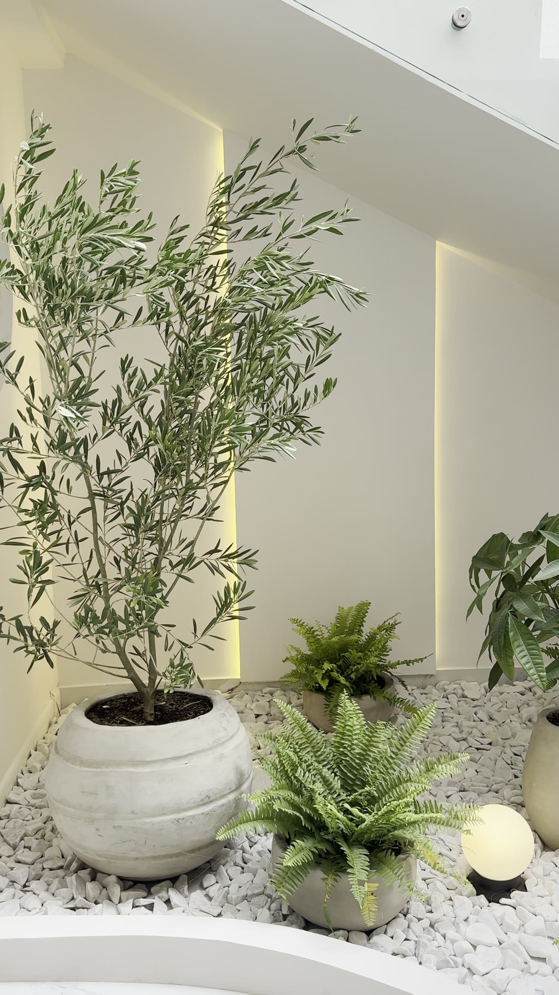 Jardín interior con olivo y piedra blanca
