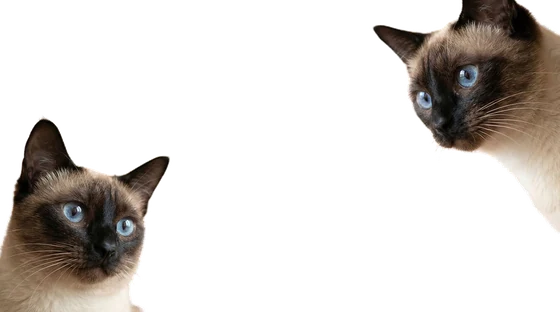 Gato asomándose