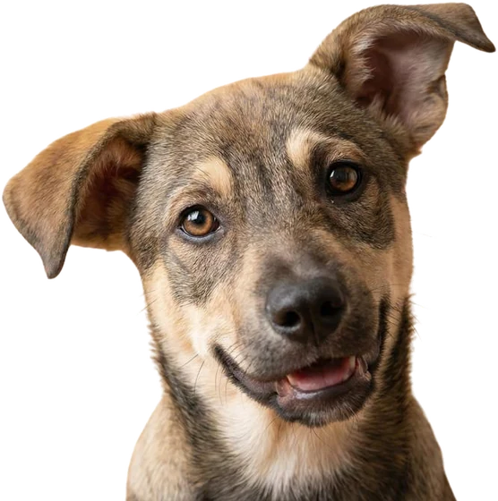 Perro mestizo