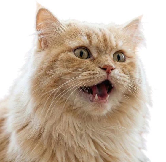 Gato naranja