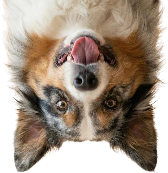 Perro boca arriba