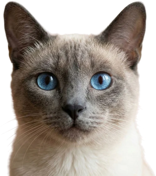 Gato siamés